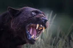 thumbnail of wild-black-panther-close-aggressive-600nw-661708840.webp