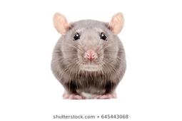 thumbnail of portrait-curious-gray-rat-isolated-260nw-645443068.jpg
