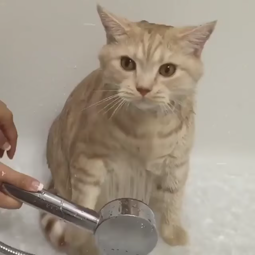 thumbnail of cat-bath.webm