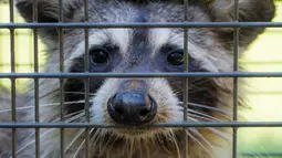 thumbnail of raccoon-trap-4300-750x420.webp