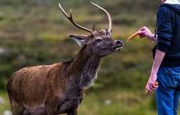 thumbnail of wild-deer-feeding.jpg
