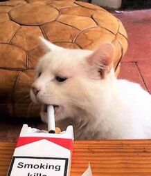 thumbnail of smokes cat.jpg