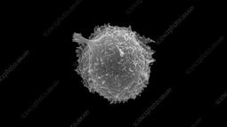 thumbnail of K0084958-Human_lymphocyte.jpg