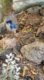 thumbnail of California Scrub Jay (He Don't Listen) [yu3ljesrnmc].webm