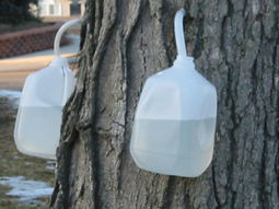 thumbnail of 800px-Collecting_maple_sap_in_plastic_bottles.jpg