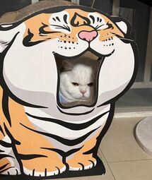 thumbnail of cat cutout.jpg