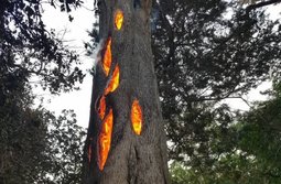 thumbnail of 1unburnt trees.jpg