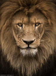 thumbnail of lion.PNG