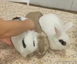 thumbnail of fucking rabbits how do they work.mp4