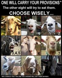 thumbnail of I choose the goat named Wisely.jpg