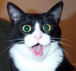 thumbnail of Top-10-Best-Images-of-Surprised-Cats-8.jpeg