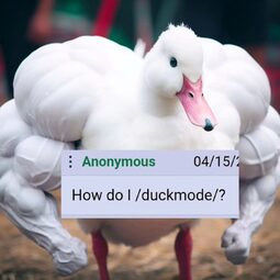 thumbnail of duckmode.jpg