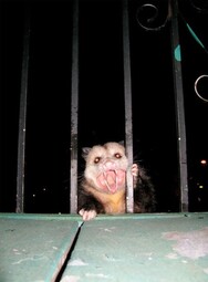 thumbnail of possum-behind-bars.jpg