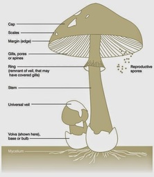 thumbnail of mushroom-parts.jpg