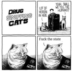 thumbnail of drug cats.jpg