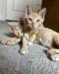 thumbnail of 2023-07-09 Cat 5 (butters and marjorine).jpg