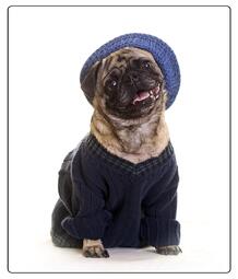 thumbnail of pug-in-sweater-and-hat-edward-fielding.jpg