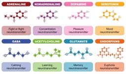 thumbnail of types-of-neurotransmitters_med.jpeg