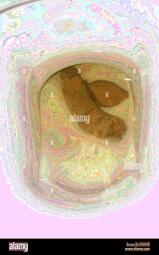 thumbnail of hVG533.jpg