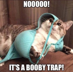 thumbnail of booby trap.jpg