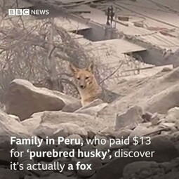 thumbnail of Peru Husky Fox.jpg
