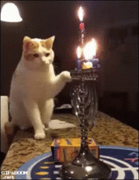 thumbnail of cat-candle.gif