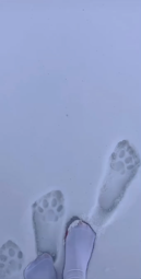 thumbnail of 7196676969956723969 Walking in the snow!!!#snow #cute #foot #white #catpaw #catpawsocks #socks #whitesock.mp4