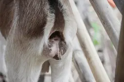 thumbnail of closeup-goat-anus-indonesian-farming-600nw-2392469087.webp