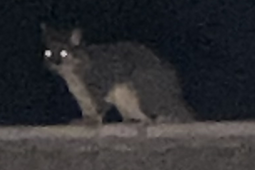 thumbnail of Evil Possum.png