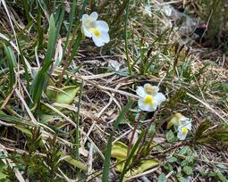 thumbnail of Pinguicula alpina.jpg
