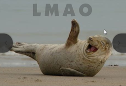 thumbnail of LMAO-seal-laughing.png