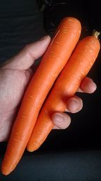 thumbnail of Carrots_in_hand.jpg