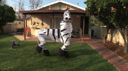 thumbnail of zebra.gif