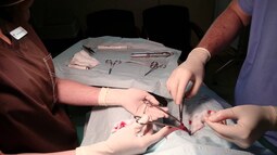 thumbnail of vasectomy_surgical_field_photo.jpg