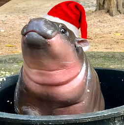 thumbnail of mooey xmas.png