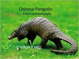 thumbnail of chinese-pangolin-n.jpg
