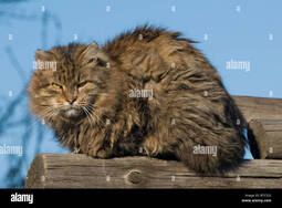 thumbnail of scruffy-cat-B7C522.jpg