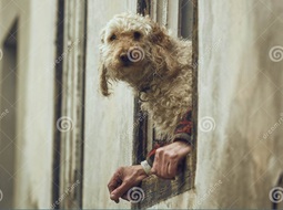 thumbnail of dog-human-hands-illusion-curious-fluffy-golden-poodle-sitting-window-sill-owner-s-56206916.jpg