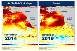 thumbnail of 2019-09-10 Temperatures In The Pacific Ocean.jpg