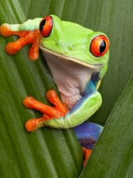 thumbnail of red-eyed-tree-frog-on-leaves-3-2_3x4 (2).jpg
