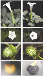 thumbnail of Datura-inoxia-a-Flowering-twig-c-flower-e-fruit-g-seed-Datura-discolor-b.png