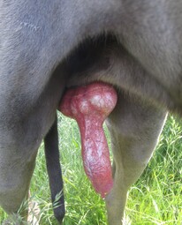 thumbnail of Great_Dane_penis.jpg