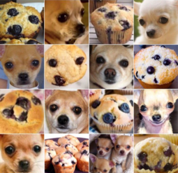 thumbnail of dogs.png