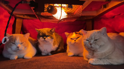 thumbnail of welcome to the kotatsu.mp4