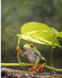 thumbnail of FROG IN THE STORM.png