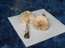thumbnail of mushroom01s.JPG