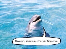 thumbnail of течение несет дельфина в татарстан.jpg