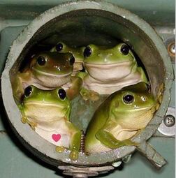 thumbnail of five pepe's.JPG