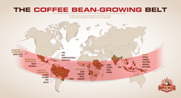 thumbnail of coffee-bean-growing-belt.png