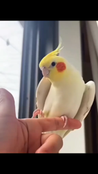 thumbnail of Video by supercockatiels [DDgK71Cy88B].mp4